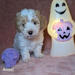 Ansel - Red and white female Cockapoo puppy in Sunset, Louisiana from Cano Cockapoos