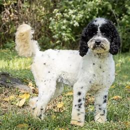 Emmie - Cockapoo