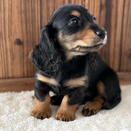 Jewel - Black and tan female Dachshund puppy in Newport, Tennessee from Justice Doxies