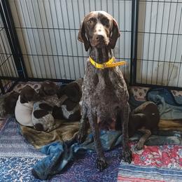 Drake - Liver roan male German Shorthaired Pointer puppy in Elberta, Alabama from Old Orchard Farm