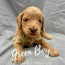 Green Boy - Apricot male Goldendoodle puppy in Travelers Rest, South Carolina from Bailey Mountain Doodles