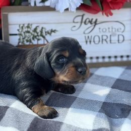 Milo - Black and tan male Dachshund puppy in Colbert, Oklahoma from Brooke Crenshaw