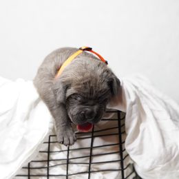 Cane Corso Puppies from KingWood Cane Corso