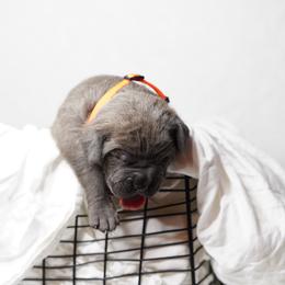Cane Corso Puppies from KingWood Cane Corso