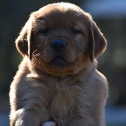 Golden Retriever Puppies from Earley Goldens