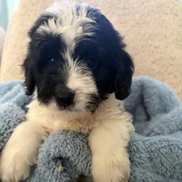 Teddy - Black and white male Aussiedoodle puppy in Rochester, Massachusetts from Harmony Hill Doodles