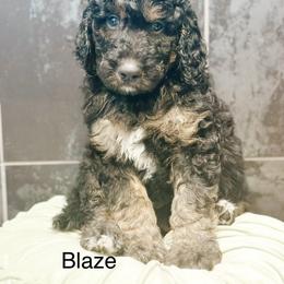 Blaze - Phantom male Goldendoodle puppy in Pasco, Washington from Camp Doodle Woods