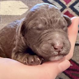 Pudding - Chocolate male Goldendoodle puppy in Wake Forest, North Carolina from Wake Forest Darling Doodles