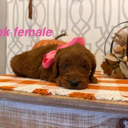 Pink female - Red  female Goldendoodle puppy in Haughton, Louisiana from Bailey’s Cajun Canines