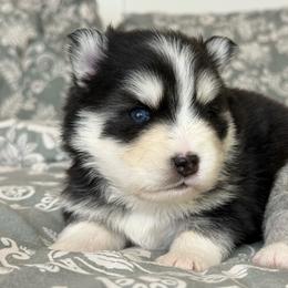 Gio - Black and white male Pomsky puppy in Casa Grande, Arizona from Arizonas Pomsky Squad