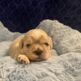 Emerald - Cream and white female Shih Tzu puppy in Manahawkin, New Jersey from Lilly’s Seashore Shih Tzus