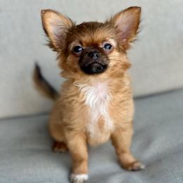 Bunny - Black sabled fawn female Chihuahua puppy in Burleson, Texas from Luxe Paradise House of Chi