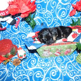 German Shepherd Puppies from Countryside Kennel