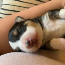 American Corgi and Pembroke Welsh Corgi Puppies from Chaotic Corgi’s