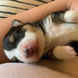 American Corgi and Pembroke Welsh Corgi Puppies from Chaotic Corgi’s