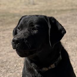 Labrador Retriever puppies from Albrecht Farms Labrador Retrievers