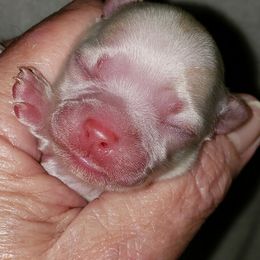 Chihuahua and Companion Cross Puppies from Lee’s Applehead Chihuahuas