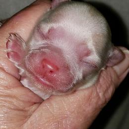 Chihuahua and Companion Cross Puppies from Lee’s Applehead Chihuahuas