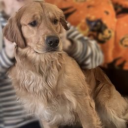 Indy - Golden Retriever