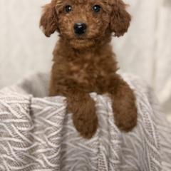 Paisley - Red female Aussiedoodle puppy in North Olmsted, Ohio from Iron Doodles