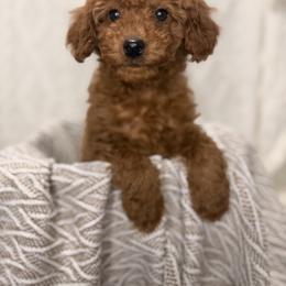 Paisley - Red female Aussiedoodle puppy in North Olmsted, Ohio from Iron Doodles