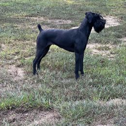 Lady - Giant Schnauzer