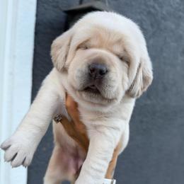 Blue - Champagne female Dilute Retriever puppy in Orangevale, California from NorCal Silver & Coal Labradors