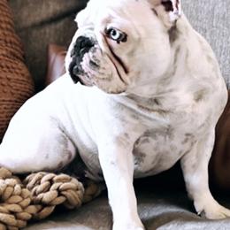Bonnie - French Bulldog