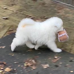 Samoyed Puppies from Velvet Sky Samoyeds (Puppies Due 3/26/22) Accepting applications now