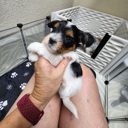 Biewer Terrier Puppies from Bibeau's Biewer Terriers