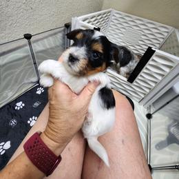 Biewer Terrier Puppies from Bibeau's Biewer Terriers