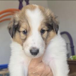 Boy 4 - Sable and white male Collie puppy in Newcastle, Wyoming from Wykota 7K Scottish Collies