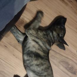 Belgian Malinois and Dutch Shepherds from Tara's Dogs