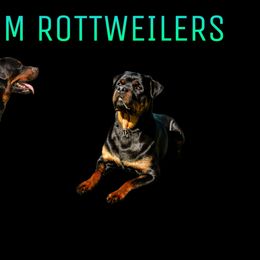 Rottweiler puppies from Titanenheim Rottweilers