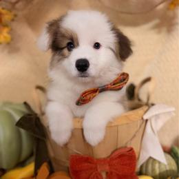 Willie - White and red male Pembroke Welsh Corgi puppy in Millersville, Maryland from Pembroke’s by the bay