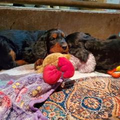 Gordon Setter puppies from Katherine's Golden Retrievers, Gordon Setters, and English Setters