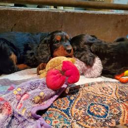 Gordon Setter puppies from Katherine's Golden Retrievers, Gordon Setters, and English Setters