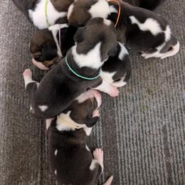 Orange - Black tan and white male Beagle puppy in Vallejo, California from Tailwindfarm
