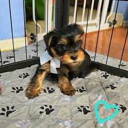Yorkshire Terrier Puppies from Kathryn's Yorkies