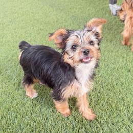 Genesis - Parti female Yorkshire Terrier puppy in San Antonio, Texas from Luna's Treasures