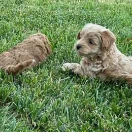 Maltipoo Puppies from Piper N Penny