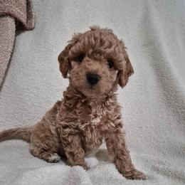 Jin - male Maltipoo puppy in Corona, California from Poodle house CA