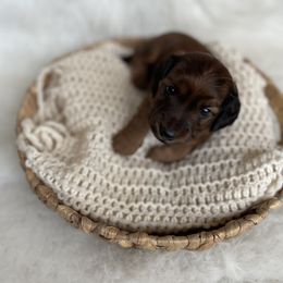 Dachshund Puppies from Woodland Doxies