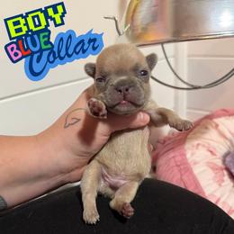 Blue - Liver male French Bulldog puppy in Plainview, Texas from The Kings Ransom French Bulldogs