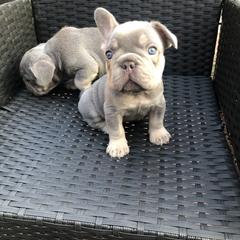 French Bulldog Puppies from NeighborHood Frenchies