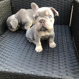 French Bulldog Puppies from NeighborHood Frenchies