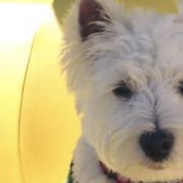 West Highland White Terriers from Star-Crossed Westies