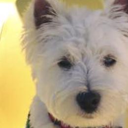 West Highland White Terriers from Star-Crossed Westies