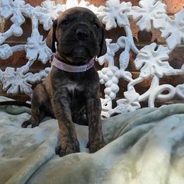 Nagini - Brindle female Great Dane puppy in Arlington, Texas from Scoober Danes