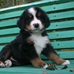Bernese Mountain Dog Puppies from Barefoot Springs Bernese Mountain Dogs